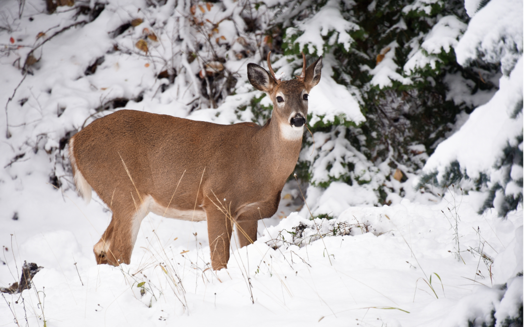Why Winter Is The Best Season For Hunting